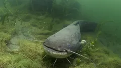 Hunderte Kilogramm schwere Wels: Muss man sich vor diesen Rekordhaltern fürchten?