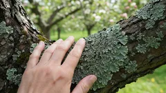 Diese Flecken an Apfel- und Birnbäumen können viel über den Zustand Ihres Gartens verraten – und das ist nützlicher, als Sie denken